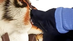 Wolf gives tiger an early christmas present - wildlife
