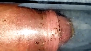 Ants gnaw flannel